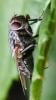 Pollenia sp.